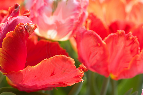 Tulips in Sun