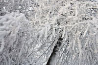 Snow Array