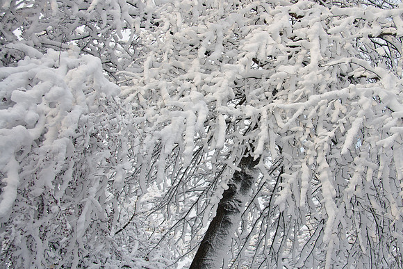 Snow Array