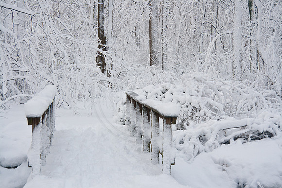Winter Wonderland