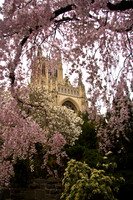 National Cathedral Bishop Garden